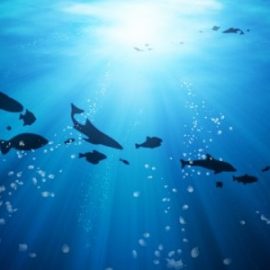 GIORNATA MONDIALE DEGLI OCEANI