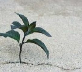 CONSUMO DI SUOLO – Articolo tratto da “La Repubblica”