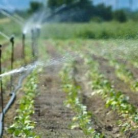 SICCITA’: “Anche l’agricoltura può combattere il cambiamento climatico”