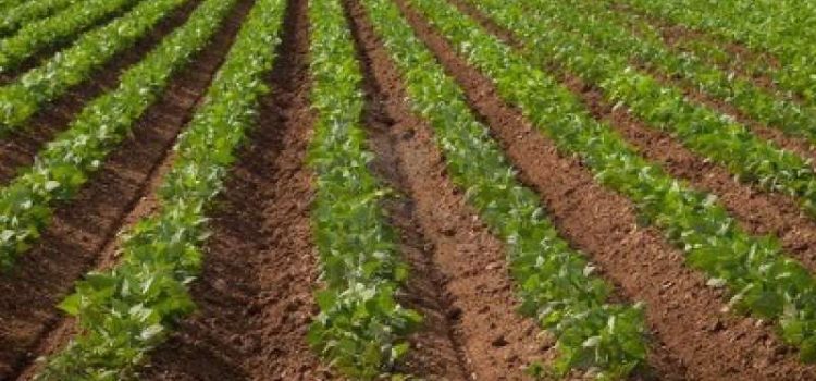 AGRICOLTURA: “Lavoriamo con il mondo agricolo per la svolta green”
