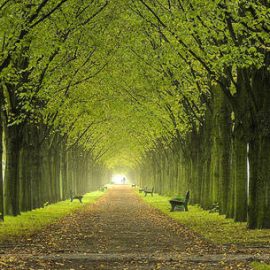 21 NOVEMBRE, GIORNATA NAZIONALE DEGLI ALBERI