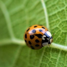 22 MAGGIO: “Giornata mondiale della biodiversità”