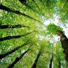 LEGGE DI BILANCIO: “La rivoluzione green accelera con la legge di Bilancio. Ecco tutte le misure verdi”