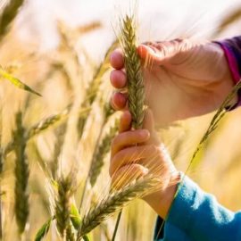 GOVERNO: “Italia sia modello agricolo per la sostenibilità”