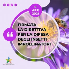 AMBIENTE: “Firmata dal ministro Cingolani la Direttiva Biodiversità 2021 per la difesa degli insetti impollinatori”